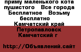 приму маленького кота пушистого - Все города Бесплатное » Возьму бесплатно   . Камчатский край,Петропавловск-Камчатский г.